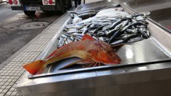 Sinop’ta nadir bulunan kırlangıç balığı yakalandı