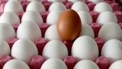Ocak ayında 1,67 milyar adet yumurta üretildi