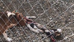 Çanakkale’deki merkezde köpeklerin açlıktan birbirini yediği iddiası
