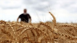 Küresel piyasalarda buğday ve mısır fiyatları geriledi