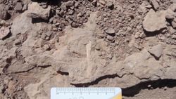 100 milyon yıllık pterosaur kemikleri bulundu