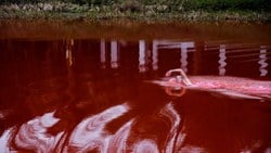 Litvanyalı Olimpiyat şampiyonu yüzücü, Rusya'yı 'kan gölü'nde yüzerek protesto etti