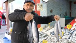 Balık sezonun son balıklarının fiyatları düştü