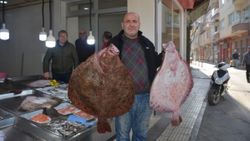 Sinop'ta balıkçıların ağına dev kalkan balıkları takıldı