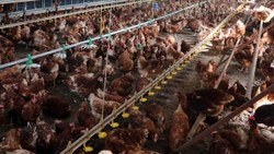 Türkiye'nin tavuk eti üretimi yüzde 13,4 arttı