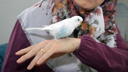 Sakarya’da tekbir getiren muhabbet kuşu