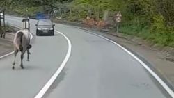 Rize’de kara yoluna çıkan at, 4 nala koştu