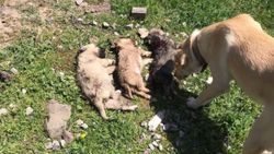 Kocaeli'de ormanlık alana atılan köpekler telef oldu