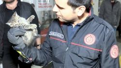 Anadolu Yakası'nda aracının motoruna giren yavru kediyi karşıya geçince fark etti