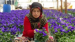 Bursa'da köylü kadınlar yılda 6 milyon liralık tohum yetiştiriyor