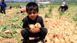 Adana’da soğan fiyatıyla çiftçinin yüzünü güldürüyor