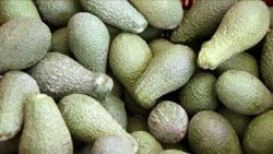 Avokado Antalya'nın üçüncü meyvesi olmaya aday