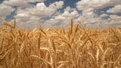 Ekmeklik buğday satışına ilişkin Tarım ve Orman Bakanlığı'ndan açıklama
