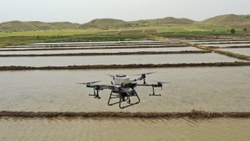Çiftçiler çeltik tarlalarına drone'la tohum atıyor