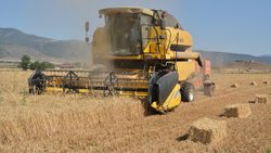 Gaziantep'te buğday ve arpa hasadı devam ediyor
