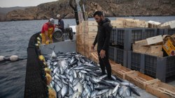 İspanya'da binlerce yıllık 'almadraba' yöntemiyle ton balığı avı