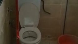 Aydın'da bir kişi yüzünü yıkamak için girdiği banyoda yılanla karşılaştı