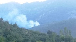 Aydın'da orman yangını 