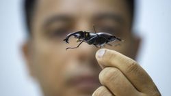 Antalya'daki böcek müzesinde 530 böcek tür sergileniyor