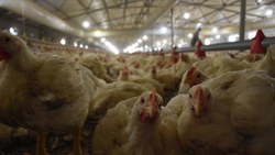 Tavuk eti üretimi haziranda yüzde 13,4 arttı