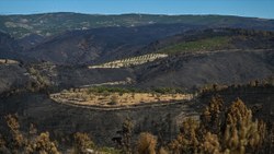 Portekiz, orman yangınlarına karşı alarmda