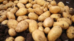 Fransa'da kuraklık patatesi vurdu