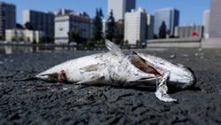 Thousands of dead fish washed up on California beaches