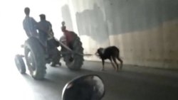 Sultanbeyli'de traktöre bağlanan köpeğe eziyet