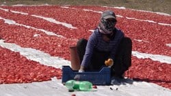 Kırıkkale’de domatesler ihracat için güneşe serildi
