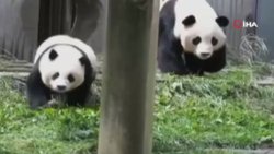 Çin’deki depremde anne panda ve yavrularının kaçtığı anlar
