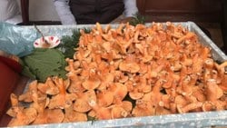Kanlıca mantarının kilosu 100 liradan satılıyor