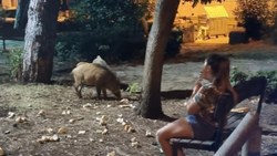 Marmaris'te küçük kız, domuzlar yemeklerini yesin diye bankta onları bekledi