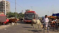 Hindistan'da başıboş inekler trafikte kazalara neden oluyor