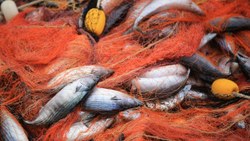 Kırklareli'de Kıyıköylü balıkçının ağlarına 3 bin 500 palamut takıldı