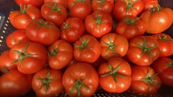 Antalya’da seralarda sezonun ilk domates hasadı başladı