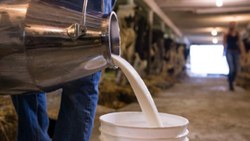 Çiğ süt destekleme ödemesi yatırılmaya başladı