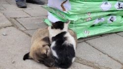 Malatya'da kedi ve köpek birbirine sarılarak ısınmaya çalıştı
