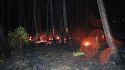 Kocaeli Kandıra'da orman yangını