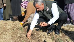 Samsun'da 150 bin lale soğanı toprakla buluştu