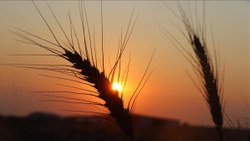Dünyada buğday fiyatları Karadeniz arzının artmasıyla geriledi