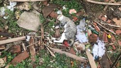 Edirne'de boş arsada telef olan kediler bulundu