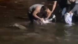 Ceyhan Nehri'nde sular çekildi: Dev yayın balıklarını elleriyle yakaladılar