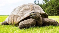 Dünyanın en yaşlı kaplumbağasına 3 gün 3 gece doğum günü