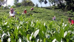 Yaş çayda 2022 yılı ürünü için fark ödemesi desteği belli oldu