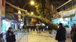 Bursa'da 300 yıllık çınar ağacı iş yerinin çatısına devrildi