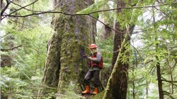 Orman Genel Müdürlüğü 249 sözleşmeli orman mühendisi alacak
