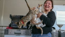 İzmir'de mağaza sahibi çift, dükkanlarını kedilere açtı
