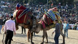 Bodrum'da deve güreşi festivalinde renkli anlar