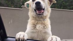 Komşusunun köpeğini kaçırmaktan yargılanıyor
