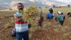 Komünist belediyeden Hopa'ya 2 TIR yardım